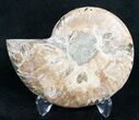 Beautiful Ammonite Fossil (Half) #9633-1